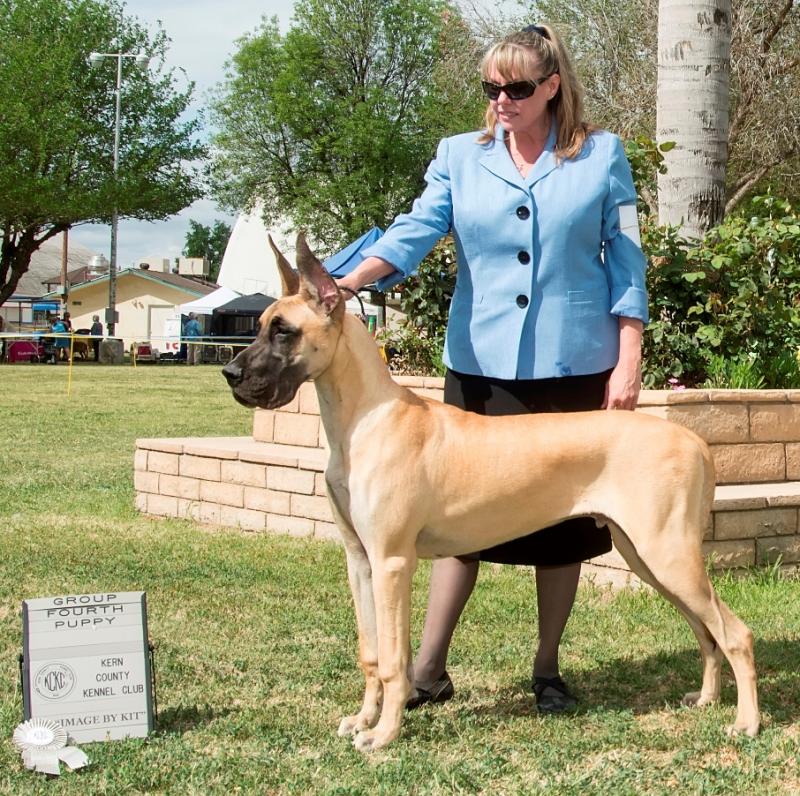 Puppy Working Group 4